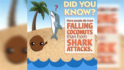 Falling coconuts deadlier than shark attacks .